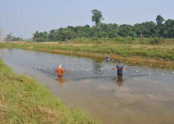 Aquicultura sustentável na Amazônia; estudo aponta alternativas para o desenvolvimento do setor em Rondônia