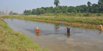 Aquicultura sustentável na Amazônia; estudo aponta alternativas para o desenvolvimento do setor em Rondônia