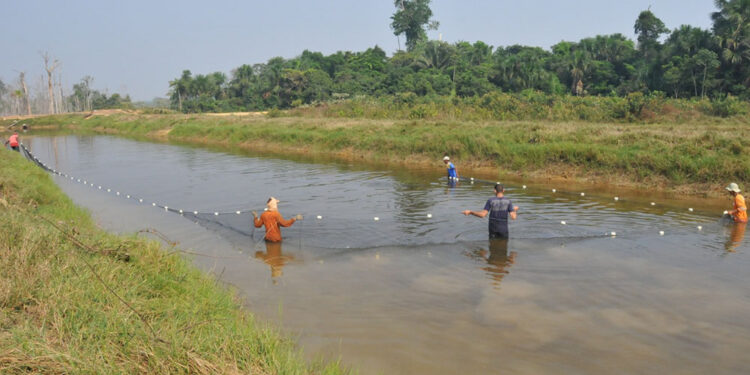 Aquicultura sustentável na Amazônia; estudo aponta alternativas para o desenvolvimento do setor em Rondônia