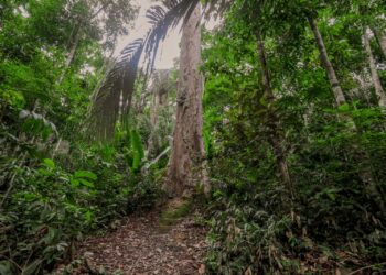 Monitoramento de áreas verdes urbanas é reforçado para preservação e sustentabilidade do meio ambiente