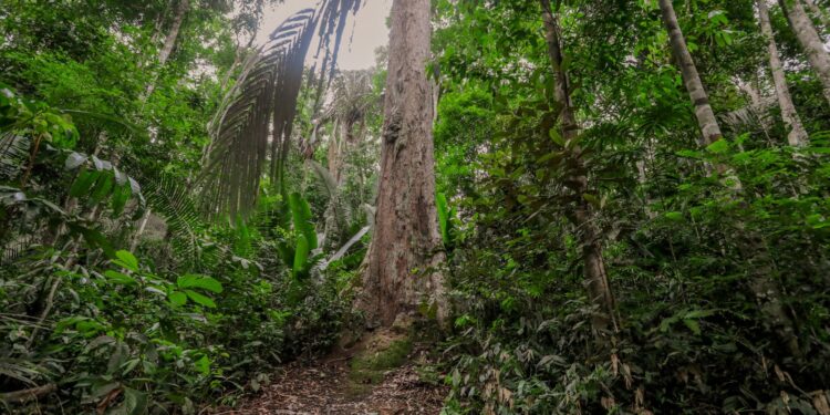 Monitoramento de áreas verdes urbanas é reforçado para preservação e sustentabilidade do meio ambiente