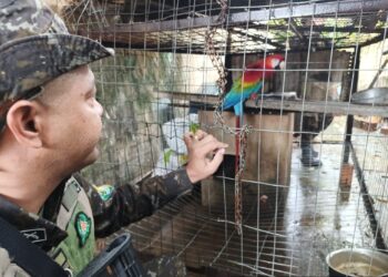 PMRO – Polícia Ambiental e IBAMA Apreendem Animais Silvestres e Notificam Criadora em Porto Velho