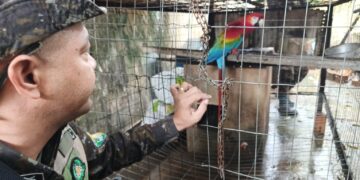 PMRO – Polícia Ambiental e IBAMA Apreendem Animais Silvestres e Notificam Criadora em Porto Velho