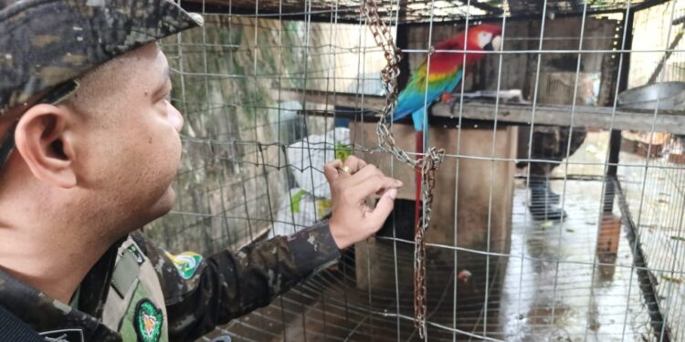 PMRO – Polícia Ambiental e IBAMA Apreendem Animais Silvestres e Notificam Criadora em Porto Velho