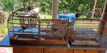 Polícia Ambiental Apreende Curiós Mantidos Irregularmente em Rolim de Moura