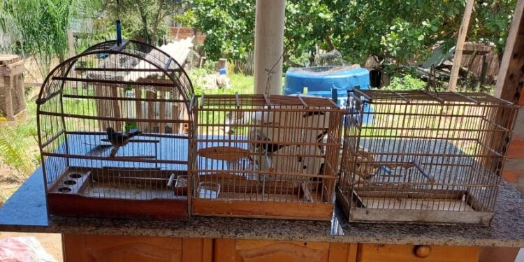 Polícia Ambiental Apreende Curiós Mantidos Irregularmente em Rolim de Moura