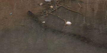 Prefeitura alerta sobre riscos à saúde e prevenção de doenças decorrentes de alagações em Porto Velho