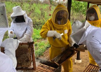 Governo de RO inicia cadastro de apicultores e meliponicultores para fortalecer programa sanitário do setor