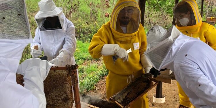Governo de RO inicia cadastro de apicultores e meliponicultores para fortalecer programa sanitário do setor