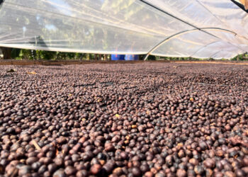 Governo de RO celebra Dia Mundial do Café com avanços, valorização e ações para produtor