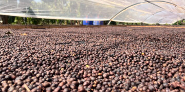 Governo de RO celebra Dia Mundial do Café com avanços, valorização e ações para produtor