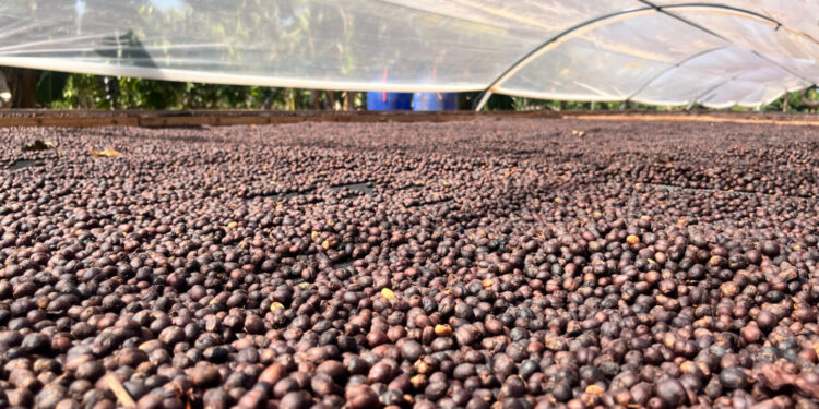 Governo de RO celebra Dia Mundial do Café com avanços, valorização e ações para produtor