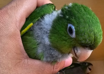 Polícia Militar Ambiental resgata aves silvestres em Presidente Médici