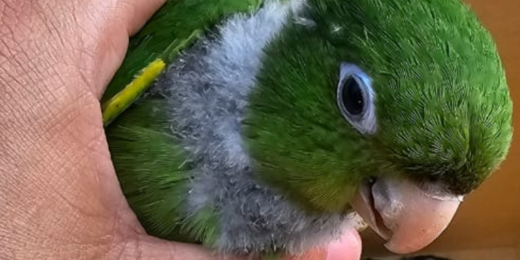 Polícia Militar Ambiental resgata aves silvestres em Presidente Médici