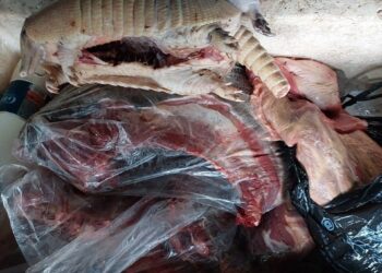 Polícia Ambiental apreende animal silvestre e pescado durante fiscalização fluvial