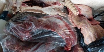 Polícia Ambiental apreende animal silvestre e pescado durante fiscalização fluvial