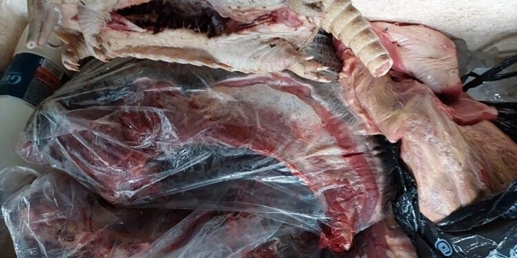 Polícia Ambiental apreende animal silvestre e pescado durante fiscalização fluvial