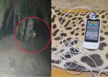 Onça que matou o caseiro de 60 anos é capturada e tratada por veterinários