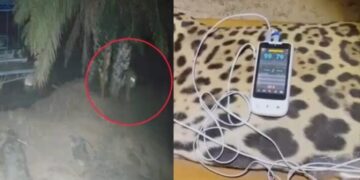 Onça que matou o caseiro de 60 anos é capturada e tratada por veterinários