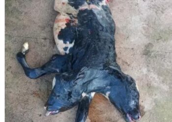 Bezerra nasce com duas cabeças e rabo bipartido