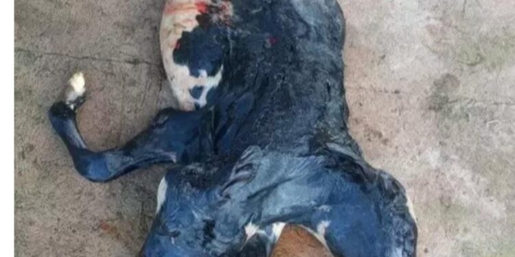 Bezerra nasce com duas cabeças e rabo bipartido