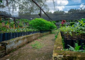 Viveiro Municipal de Porto Velho amplia doações e distribuição de mudas em 2025