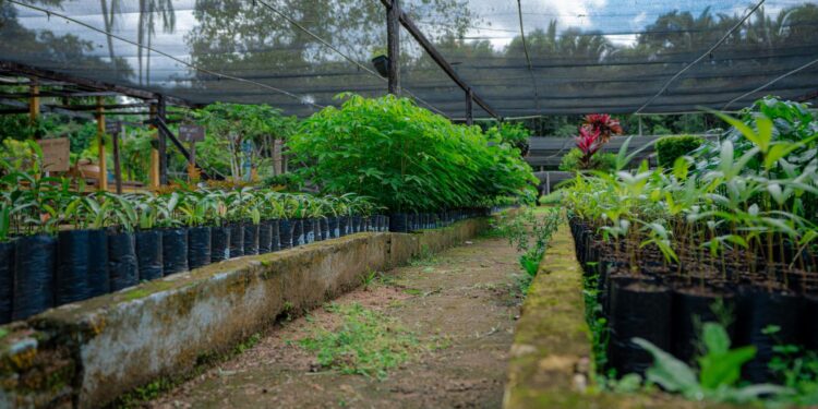 Viveiro Municipal de Porto Velho amplia doações e distribuição de mudas em 2025