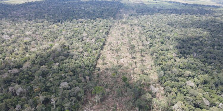 Operação Hileia 2025 – 2ª Fase: Ação Integrada Reforça o Combate aos Crimes Ambientais em Rondônia