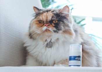 Esporotricose: subnotificação e mitos sobre a doença mascaram a realidade