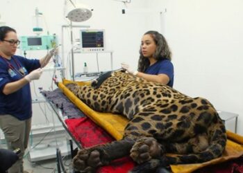 Onça que matou caseiro não vai voltar para natureza, diz ICMBio