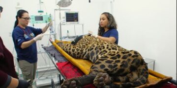 Onça que matou caseiro não vai voltar para natureza, diz ICMBio