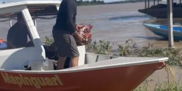 Distritos ribeirinhos atingidos pela cheia recebem uma tonelada de ração para cães e gatos