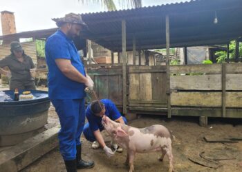 Vigilância contra doenças suínas mantém status sanitário livre de Peste Suína Clássica em Rondônia