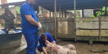 Vigilância contra doenças suínas mantém status sanitário livre de Peste Suína Clássica em Rondônia
