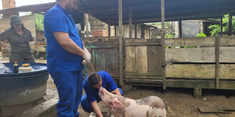 Vigilância contra doenças suínas mantém status sanitário livre de Peste Suína Clássica em Rondônia