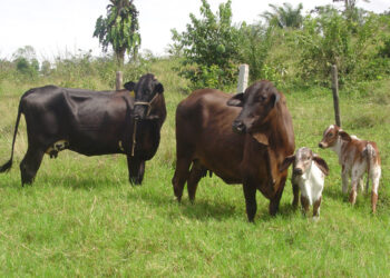 Assistência técnica e políticas de desenvolvimento agropecuário reforçam atendimento a produtores rurais de Rondônia