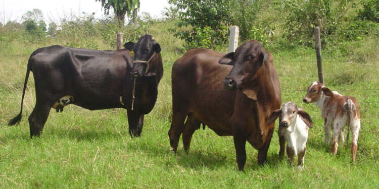 Assistência técnica e políticas de desenvolvimento agropecuário reforçam atendimento a produtores rurais de Rondônia
