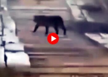 Alunos se deparam com onça e escola suspende aulas no interior do Acre – VEJA O VÍDEO