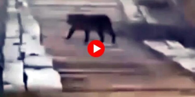 Alunos se deparam com onça e escola suspende aulas no interior do Acre – VEJA O VÍDEO