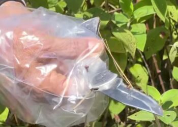 POLÍCIA CIVIL DE RONDÔNIA DESVENDA TENTATIVA DE HOMICÍDIO CONTRA MOTORISTA DE APLICATIVO EM PORTO VELHO