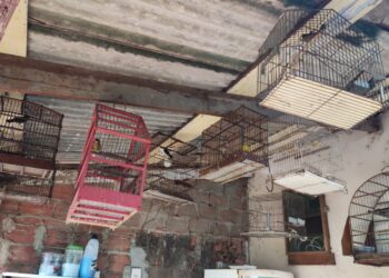 BPA flagra manutenção irregular de aves silvestres em Rolim de Moura