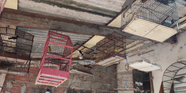 BPA flagra manutenção irregular de aves silvestres em Rolim de Moura