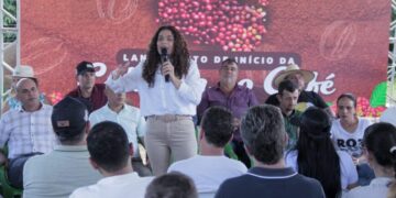 Governo de RO dá início à colheita do café em São Miguel do Guaporé e reforça avanço da cafeicultura