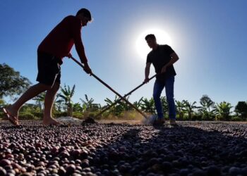 Ações da Emater são fortalecidas pelo governo de RO com unificação de fundos para o setor agropecuário