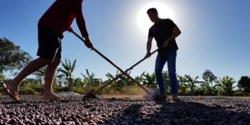 Ações da Emater são fortalecidas pelo governo de RO com unificação de fundos para o setor agropecuário