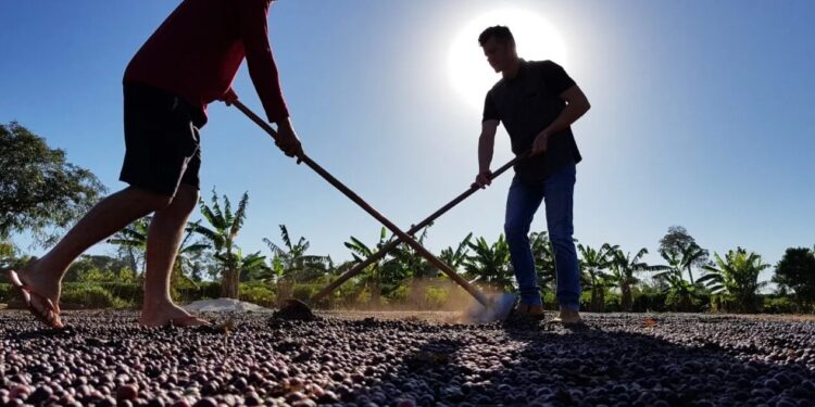 Ações da Emater são fortalecidas pelo governo de RO com unificação de fundos para o setor agropecuário