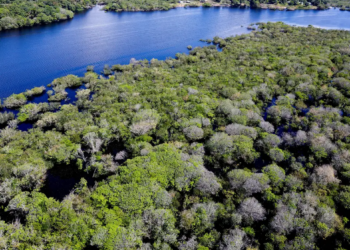 Fundo Clima: BNDES libera R$ 80 milhões para reflorestar áreas verdes na Amazônia e Mata Atlântica