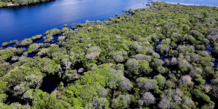 Fundo Clima: BNDES libera R$ 80 milhões para reflorestar áreas verdes na Amazônia e Mata Atlântica