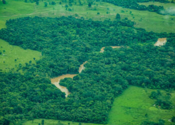 Rondônia reduz desmatamento em mais de 40% entre 2024 e 2025, aponta plataforma nacional de alerta