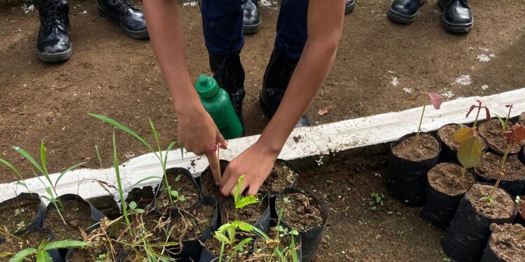 Polícia Ambiental Mirim participa de treinamento prático no viveiro do BPA